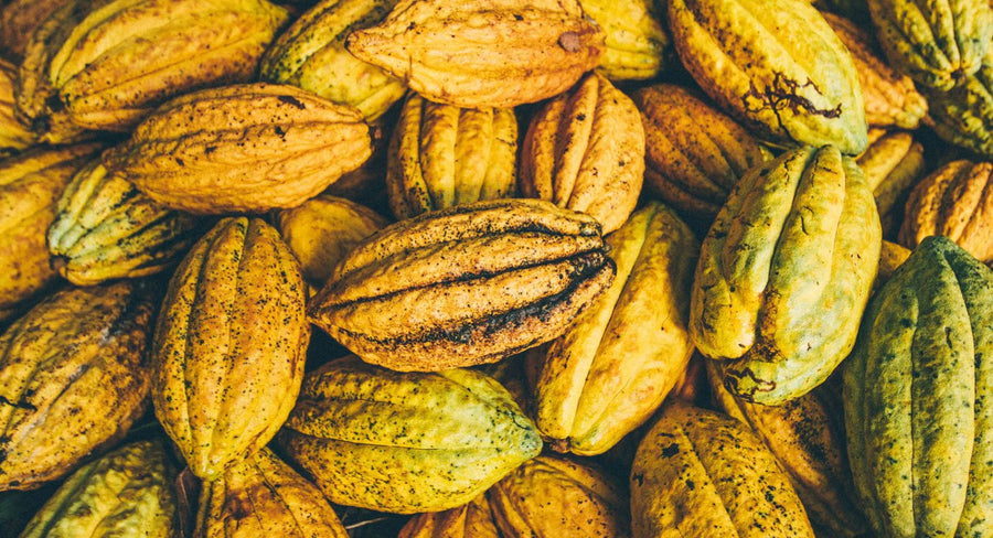 Ripe cacao pods gathered after harvest