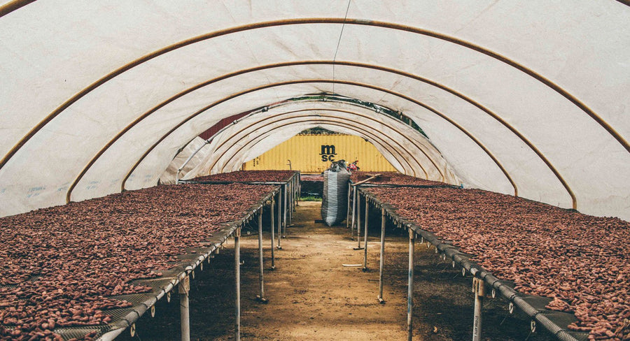 Cacao beans drying under a covered solar drying tunnel