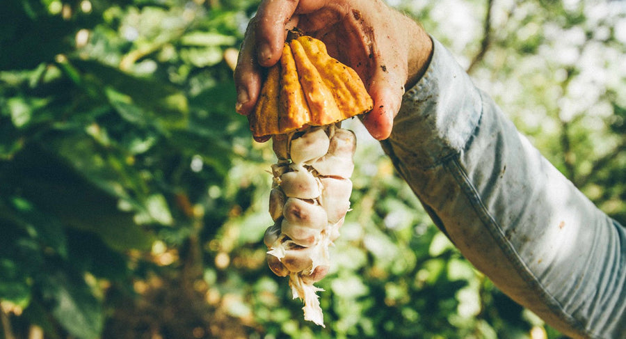 Fresh cacao fruit opened to reveal cacao beans and pulp