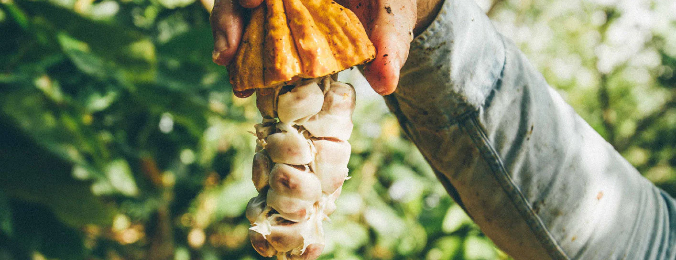 Fresh cacao fruit opened by hand