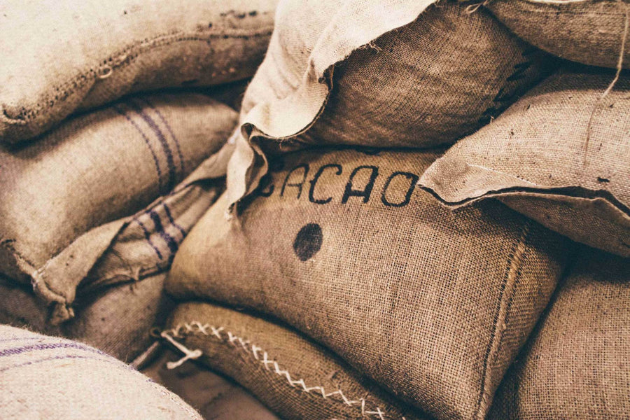 Cacao beans being received and sorted from a burlap sack